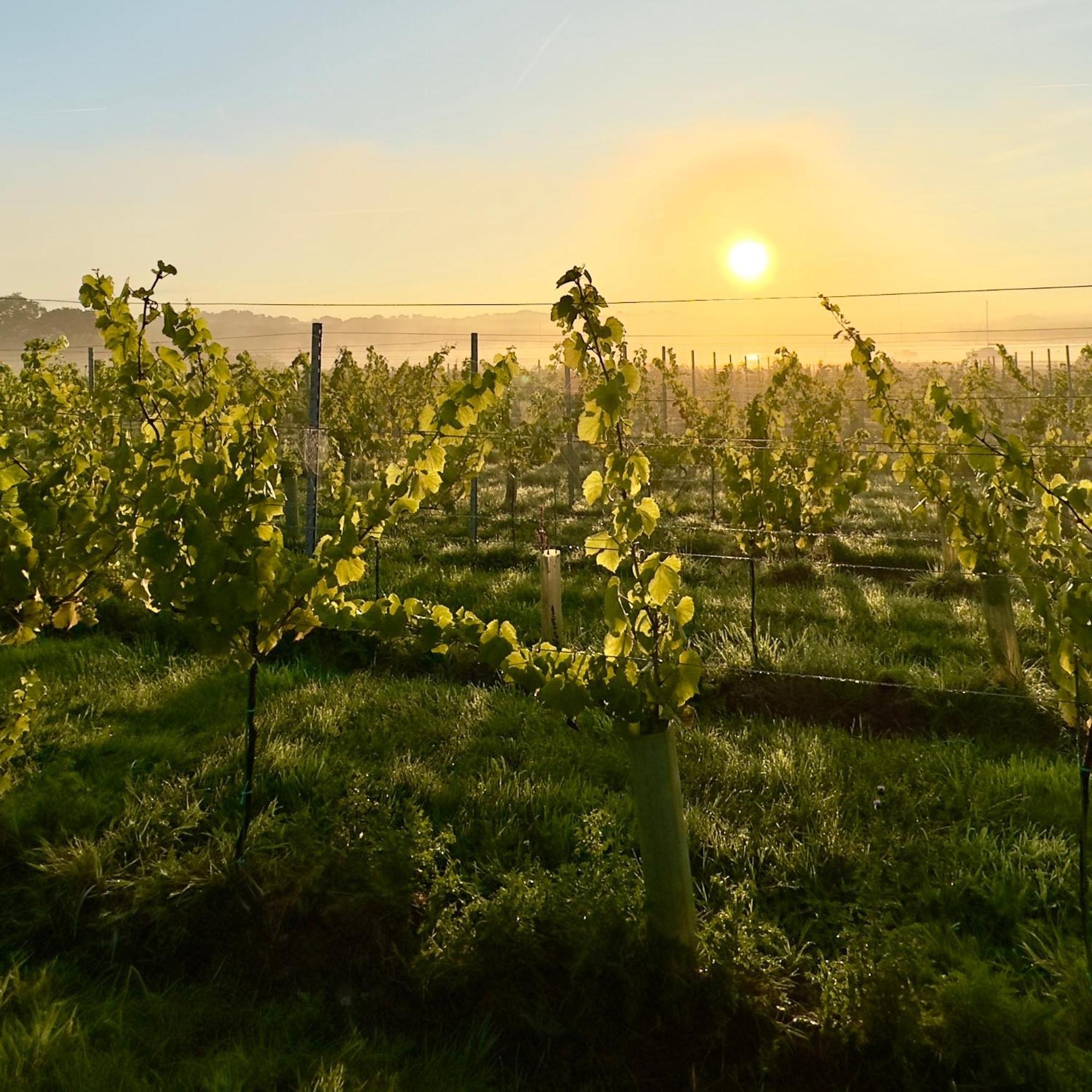 Willa Pinkmead Estate And Vineyard Osborne  Zewnętrze zdjęcie